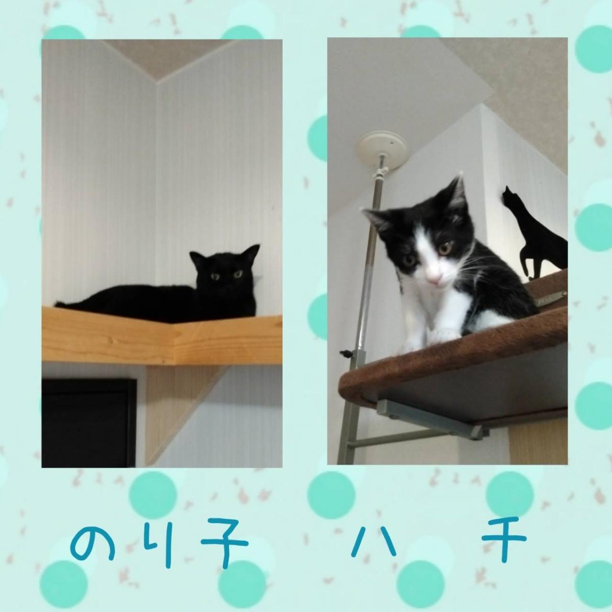 猫占い【7月後半】 