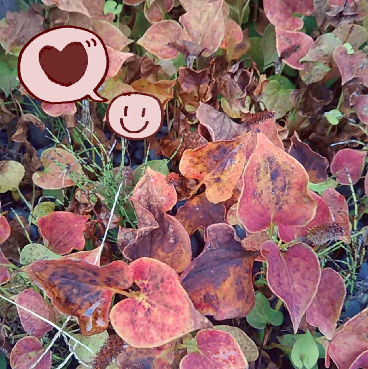 �����^���㏸������n�[�g�`�I