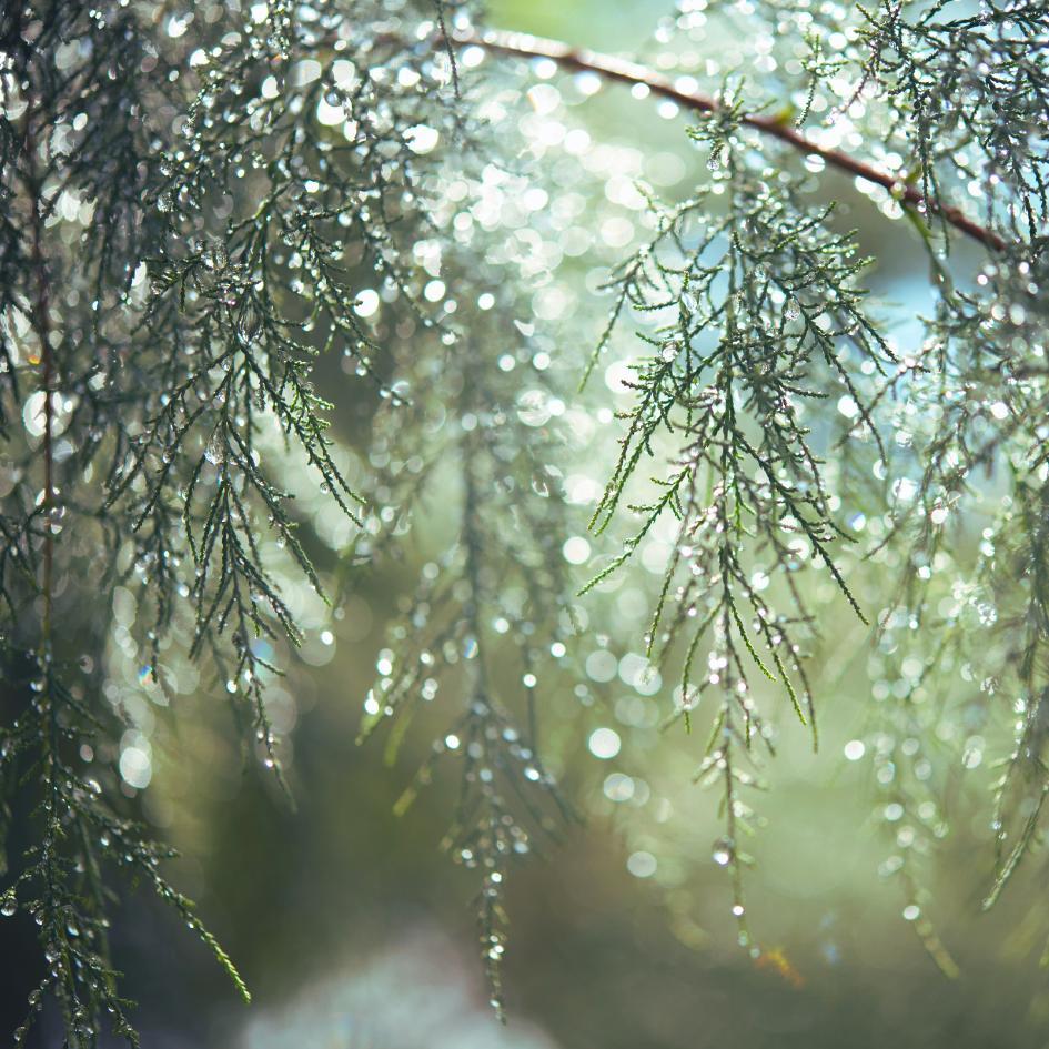 ���N�̏���䊎�i���[�܂�ځ[���[�j