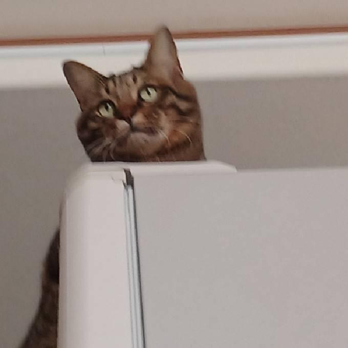 �y�b�g�̖������ʂ͐��I