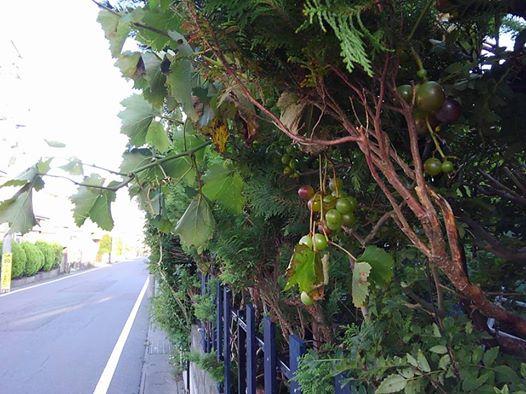 ����q����͍����ɂ�