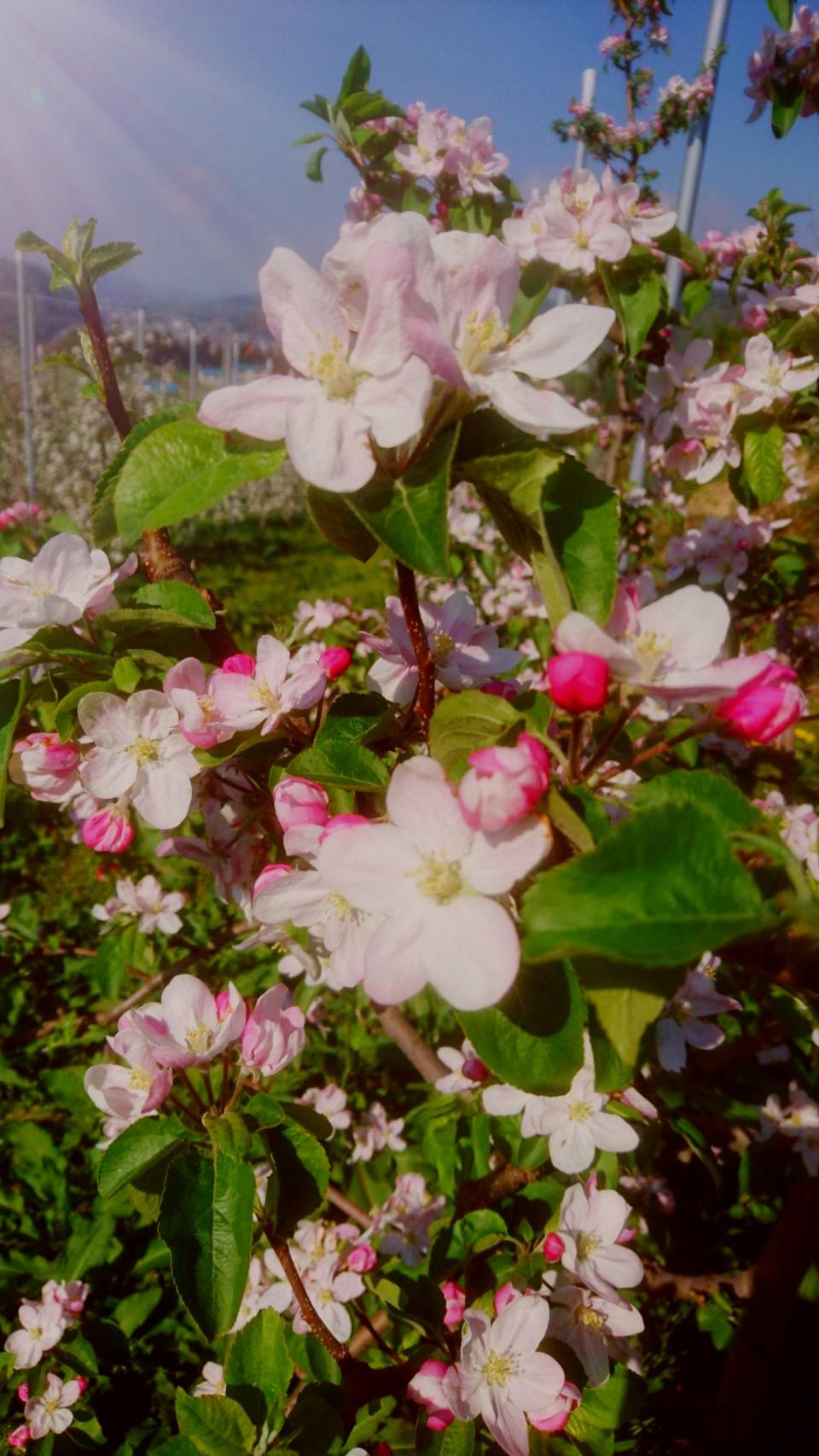 ��񂲂̉Ԃ����J�ł��B