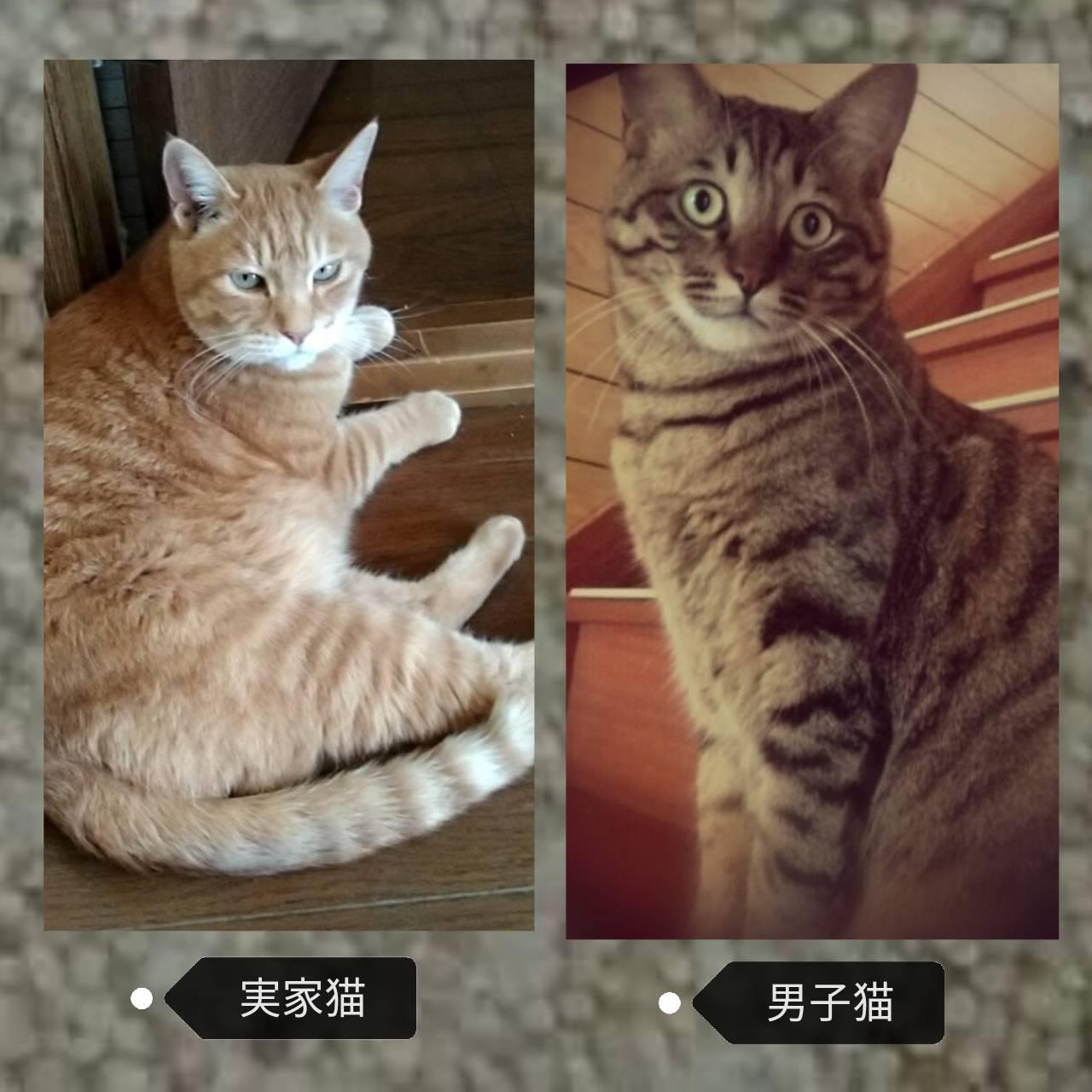 �y5���㔼���L�肢�z(=^��֥^=)