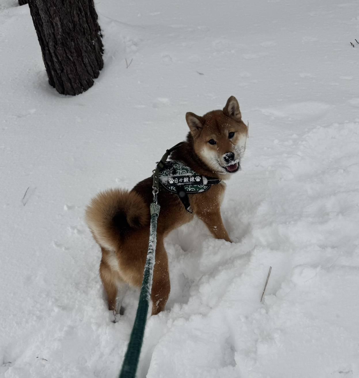 ��͂茢�����́A�Ⴊ�D��