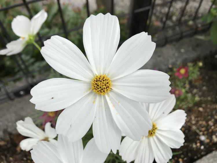 ���͈����񂹃J���[