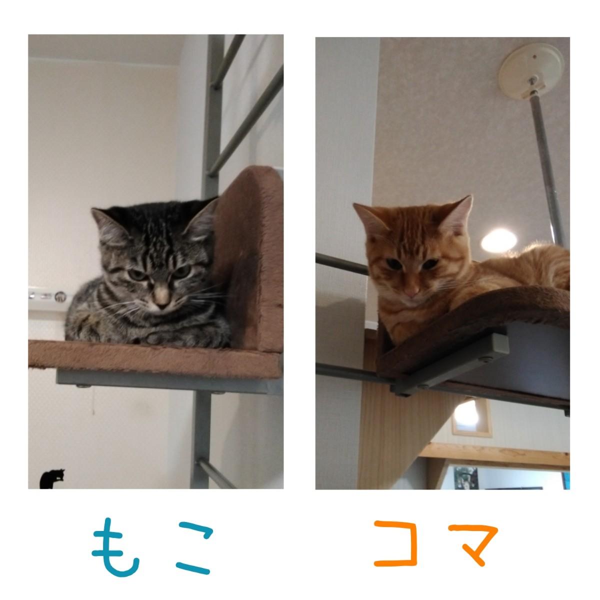 �L�肢�y10���㔼�z