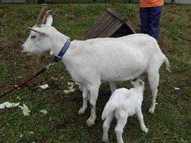 �_�C�G�b�g�E�E�E�E