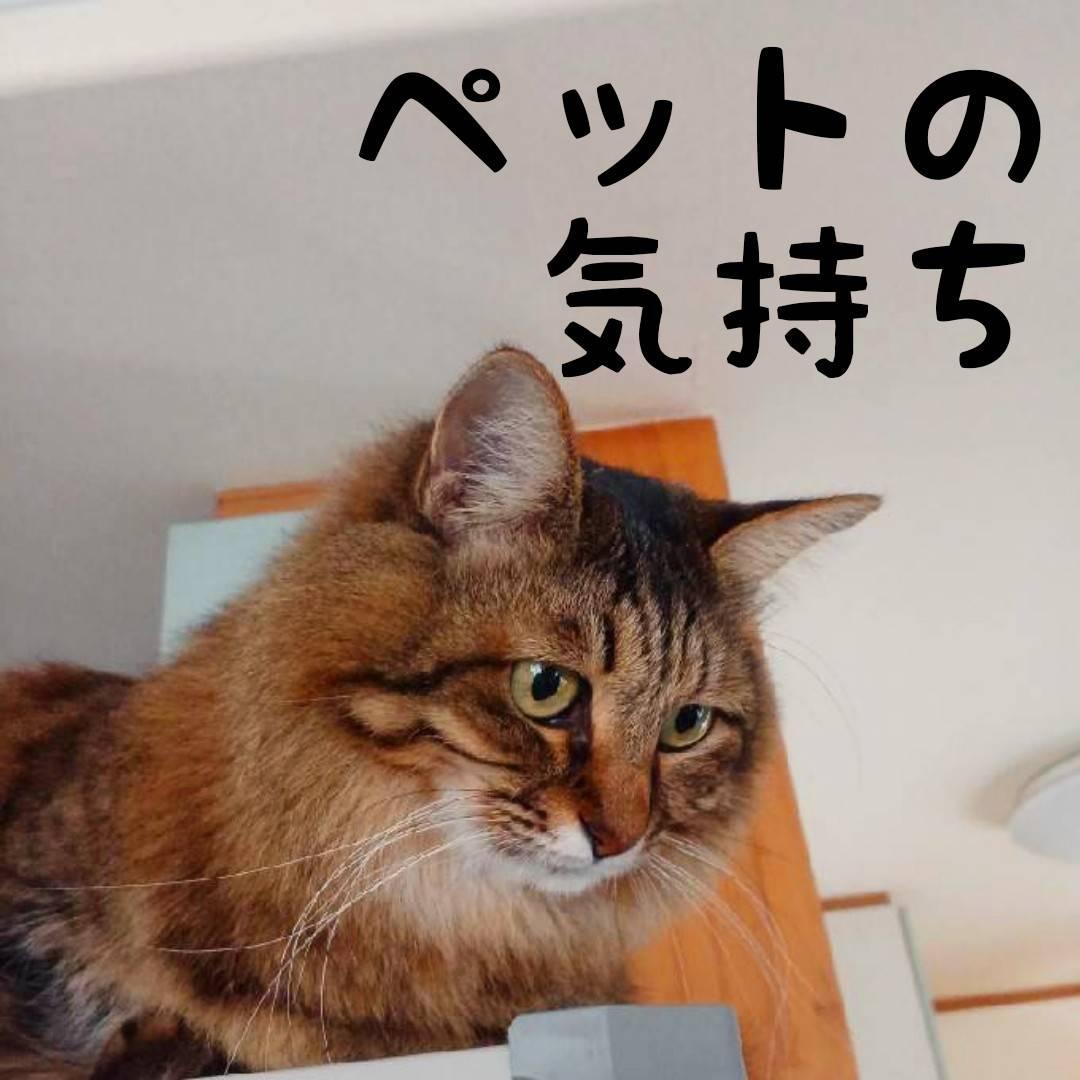 �d�b�肢�Ńy�b�g�̋C������m��