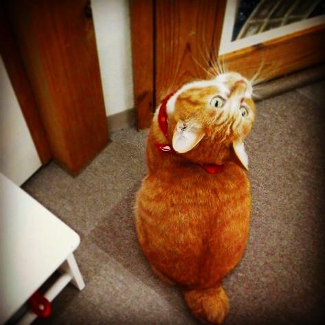 �݂邳�ꂽ�j���e���r��