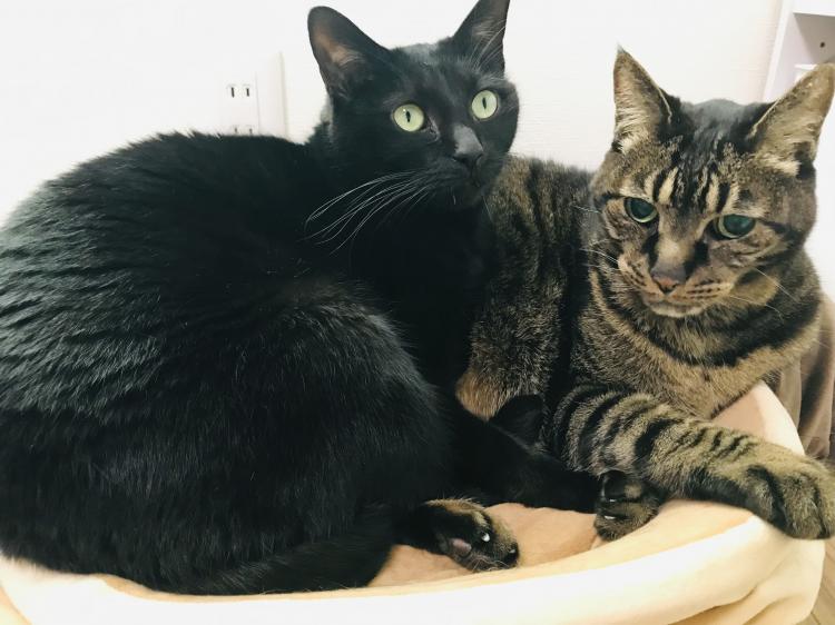 �V�N�����܂��Ă��߂łƂ��������܂�