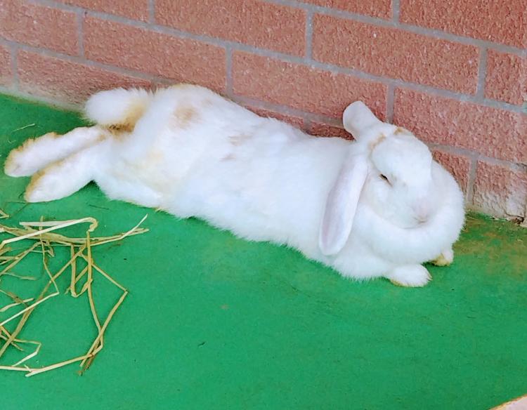 2024�N�X�[�p�[���[��