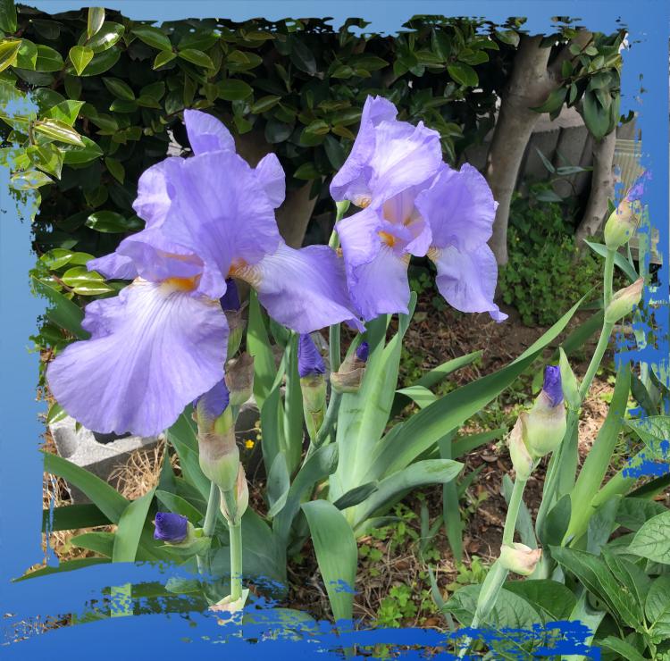 ���O�����ł������ꂩ��ǂ��Ȃ�܂����H