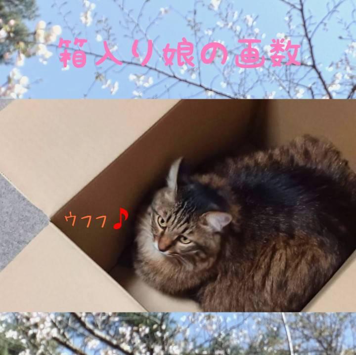 �����薺�������f�B���O�ɏh��e�̊肢