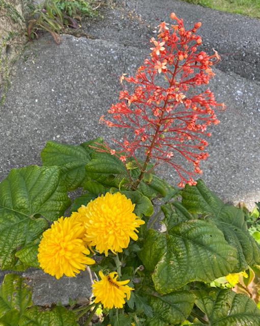 �I�~�N�����ɕ����Ă܂����B