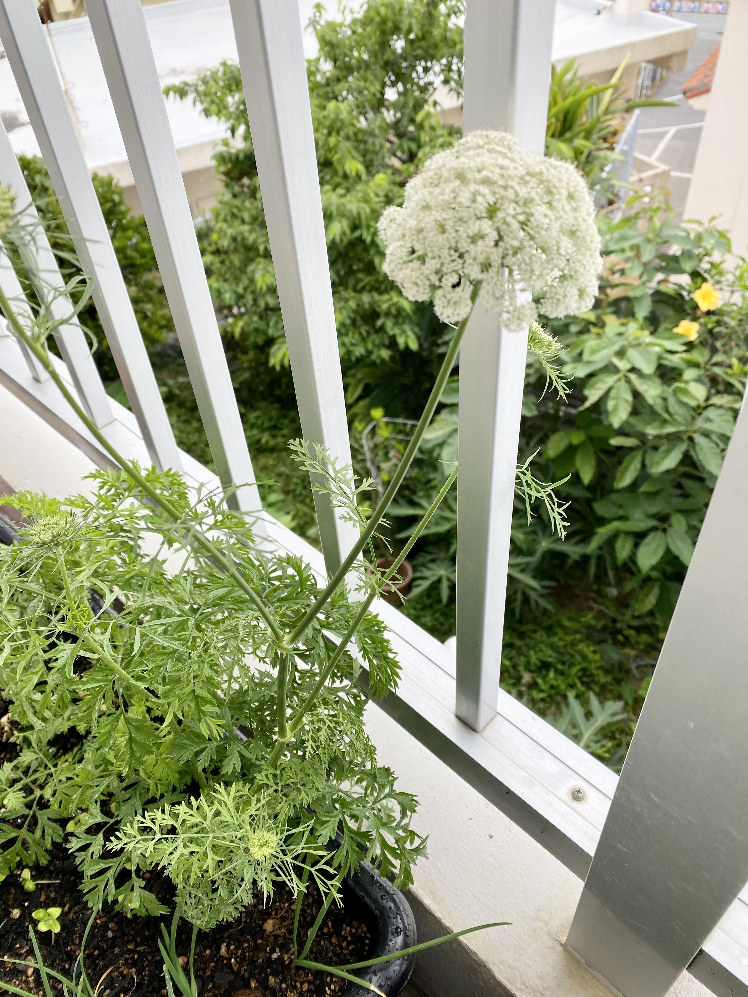 �҂��Ă݂�̂�����