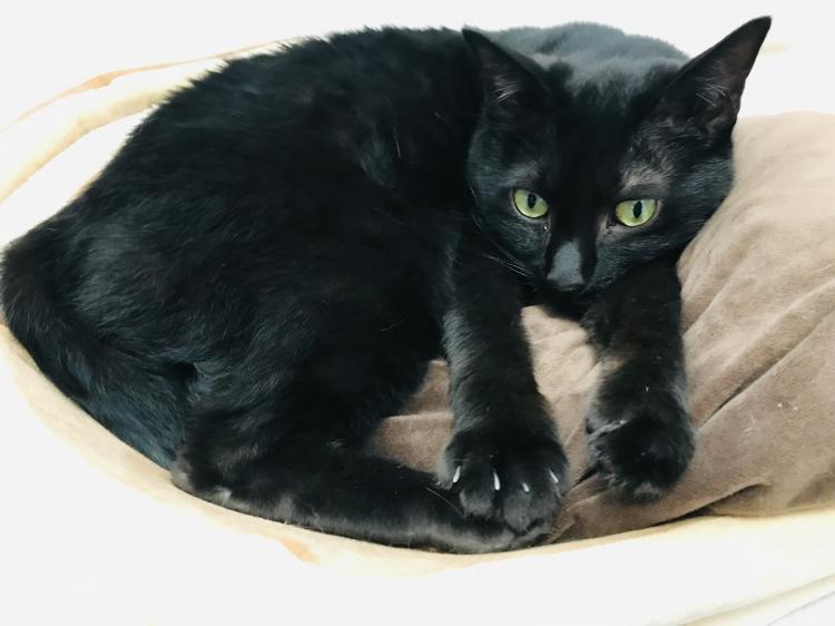 �}�C�y�[�X�ȍ��L�̐���