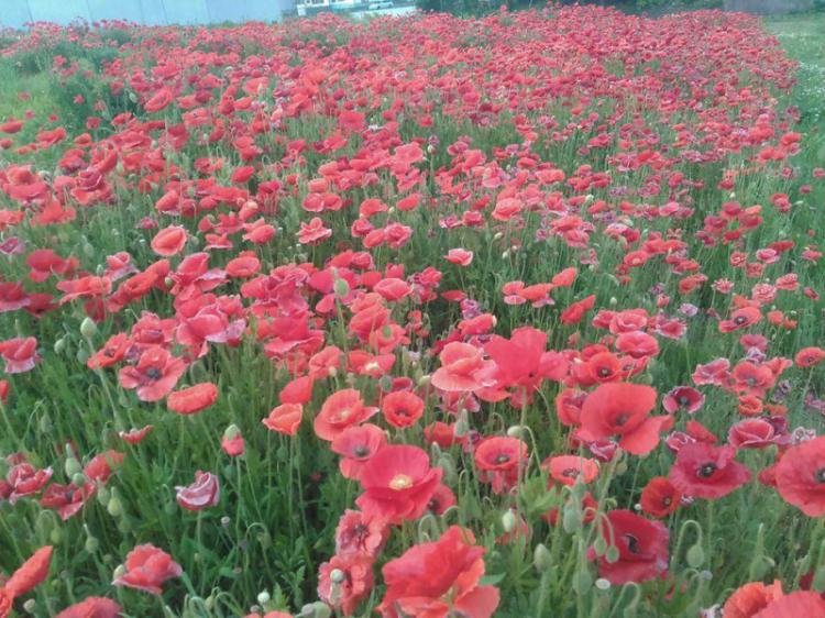 �L���͎��s�ł���