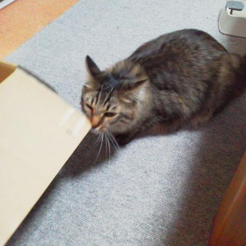 �݂Ȃ��[��A�L�͍D���ł����[�H