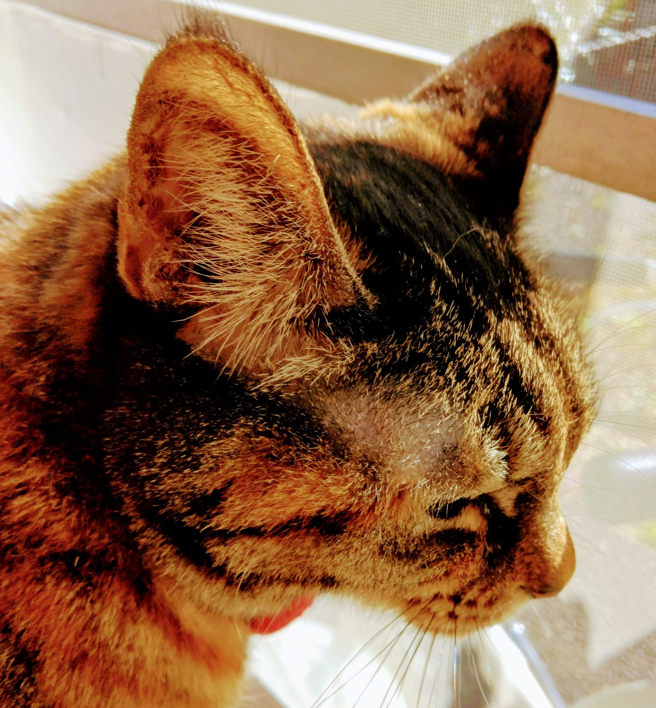 �������܂ƔL