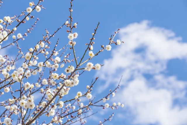 1/17����́u�~�y�p�v�̉߂�����