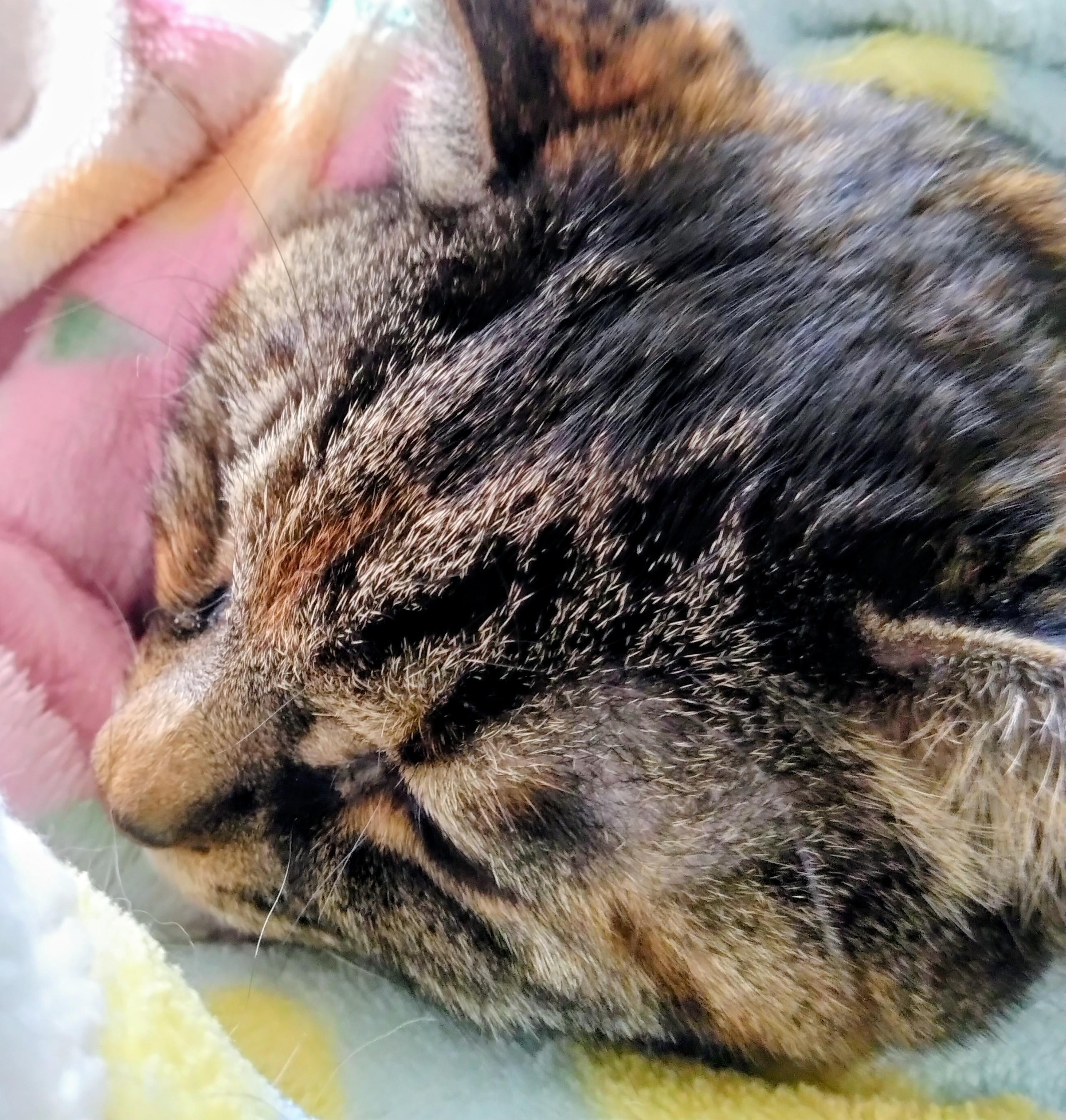 ��H�̊�]�L���L��