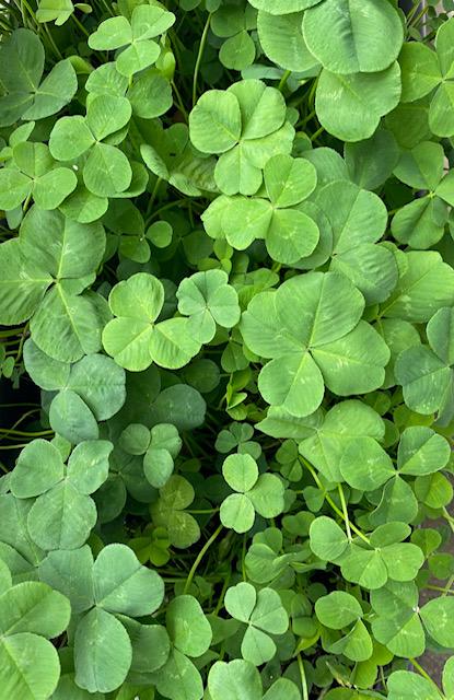 �l�t��T���Ă��������ˁ�