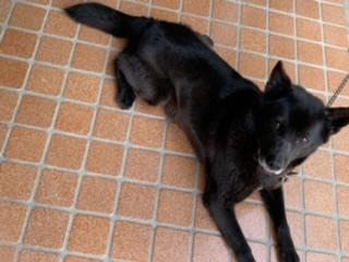 �@�����߂����ł��傤���H