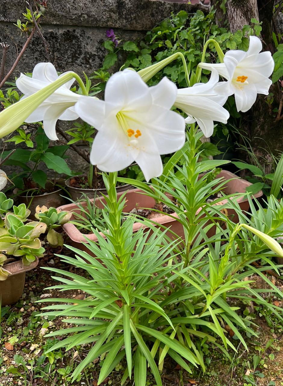 �����̑ҋ@��