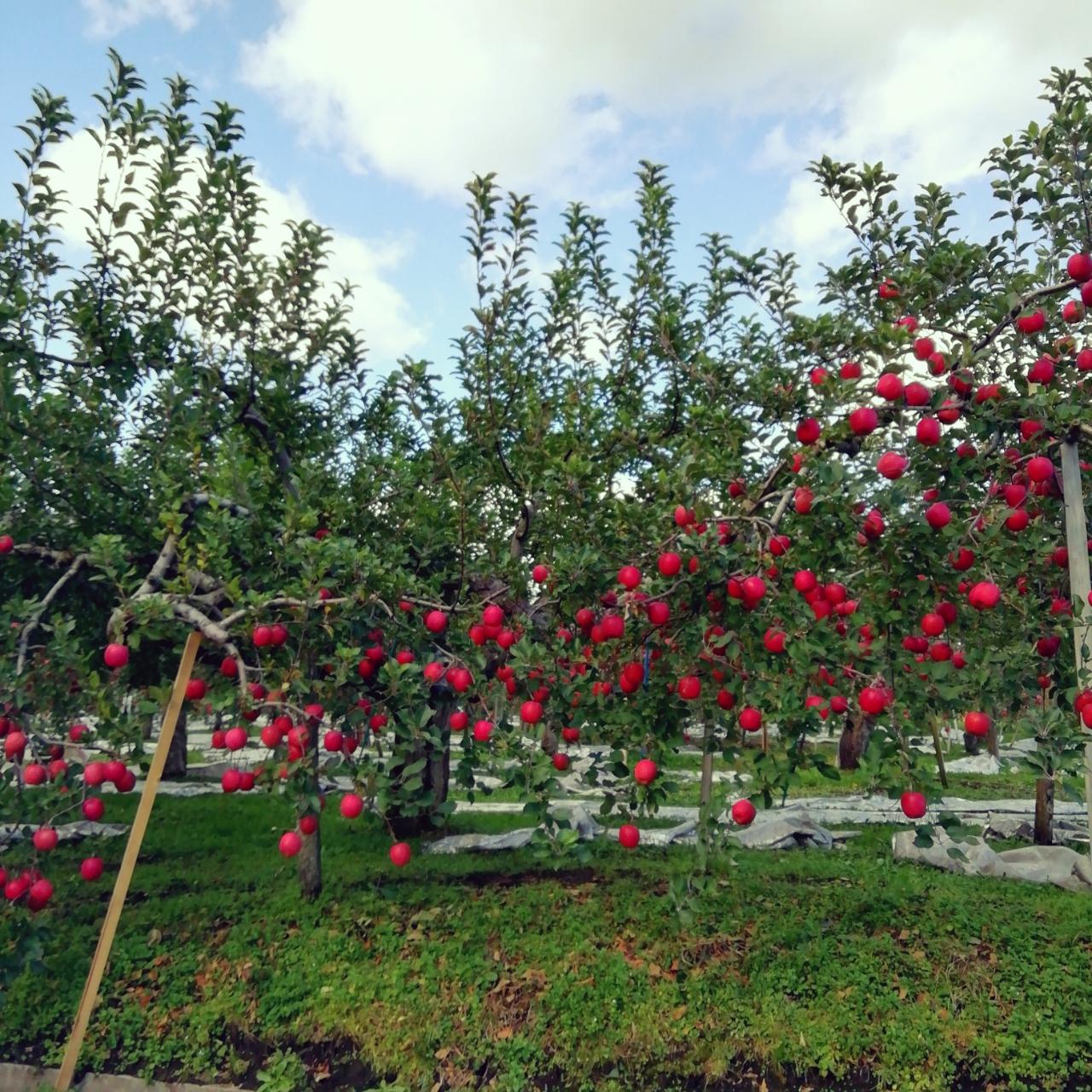 ��\�җF�l�̉ߋ��@�\�a�c��2020���̂Q