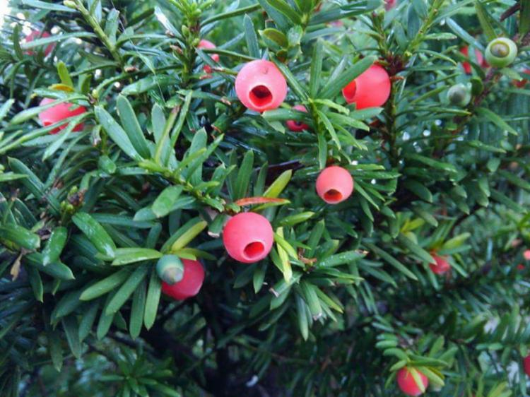 �v�����Ƃ���Ⴂ