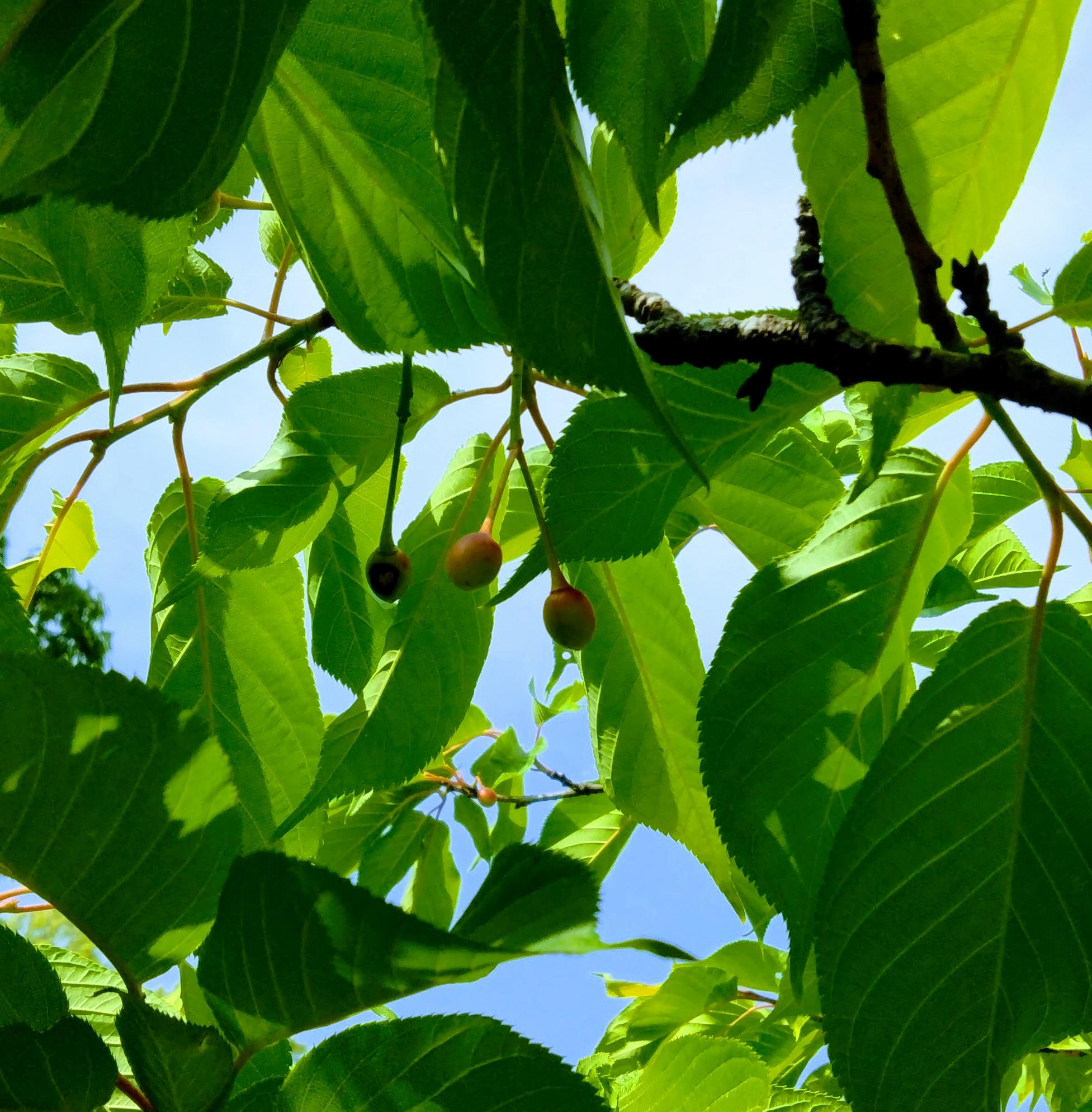 �������߂��݂ł�