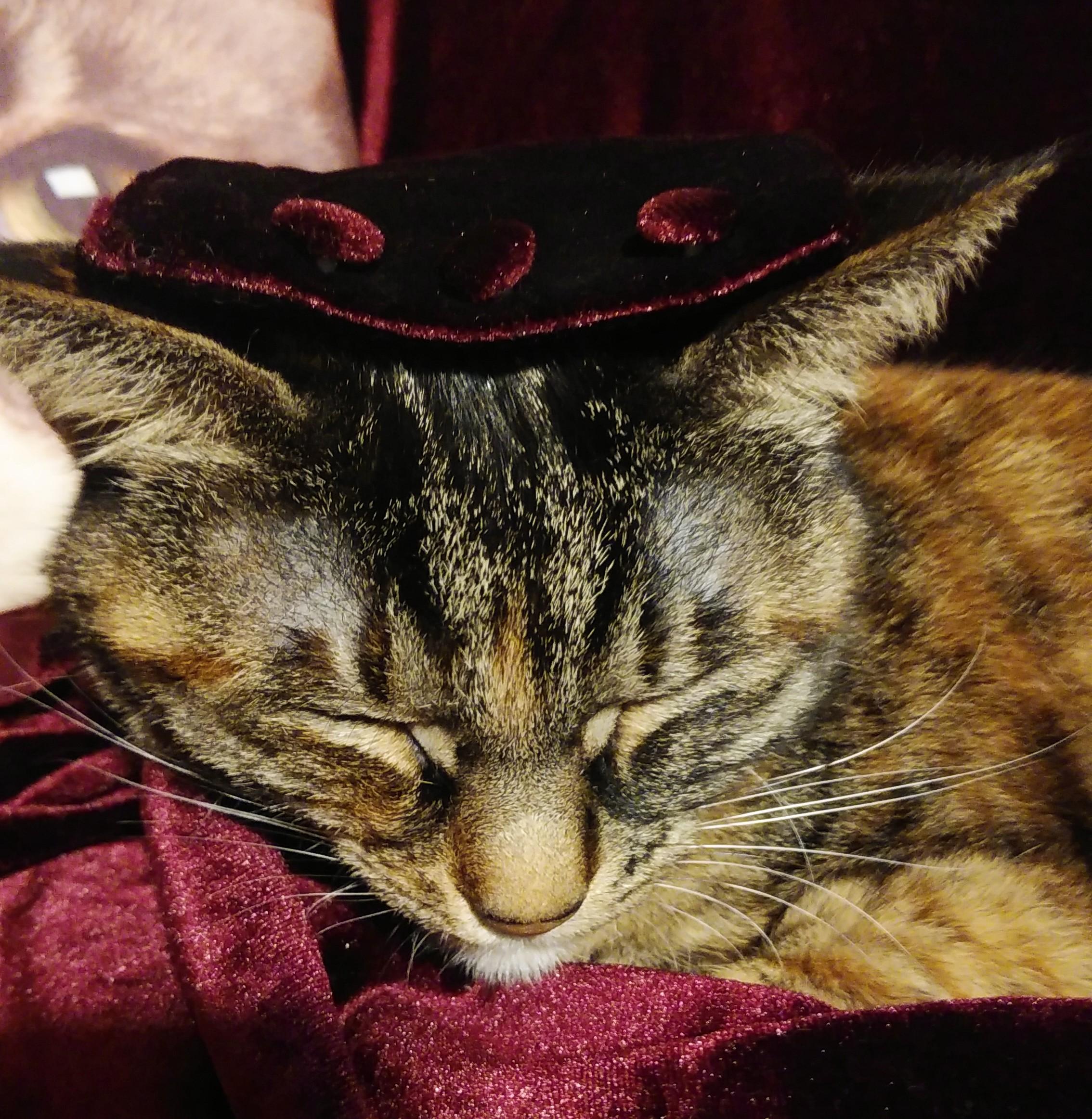 ���S���S���ł���