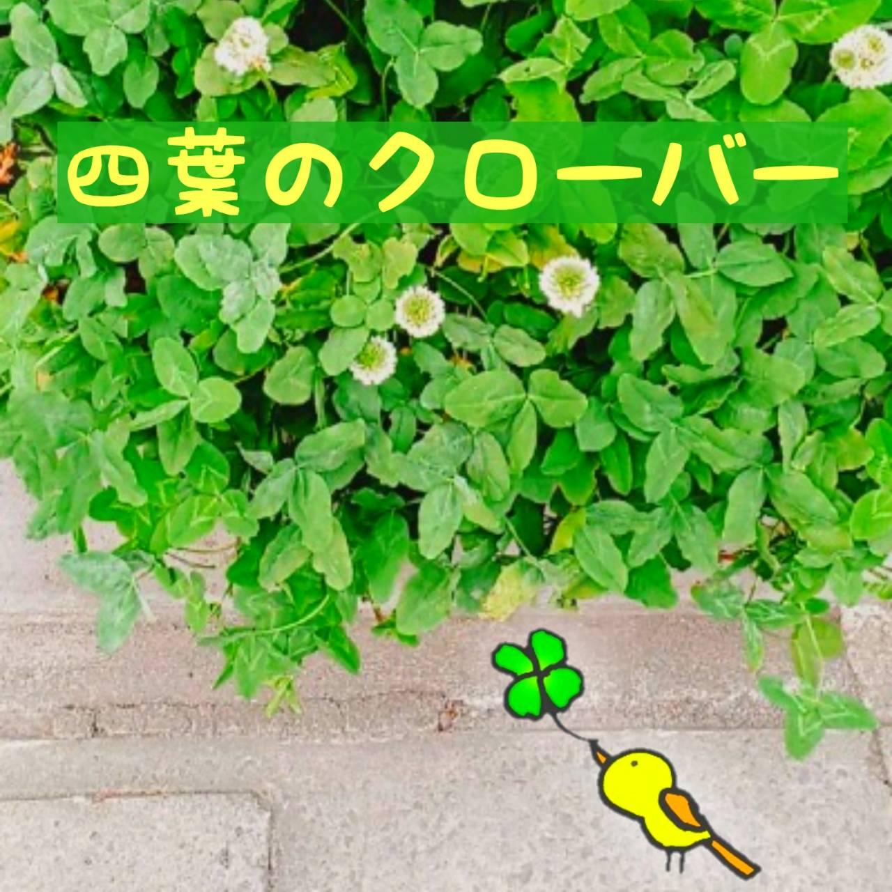 【幸せ感じる】四葉のクローバーの魔法