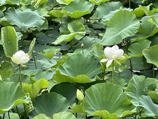 ��u�ŗ��ɗ�����HR4.5.3.����