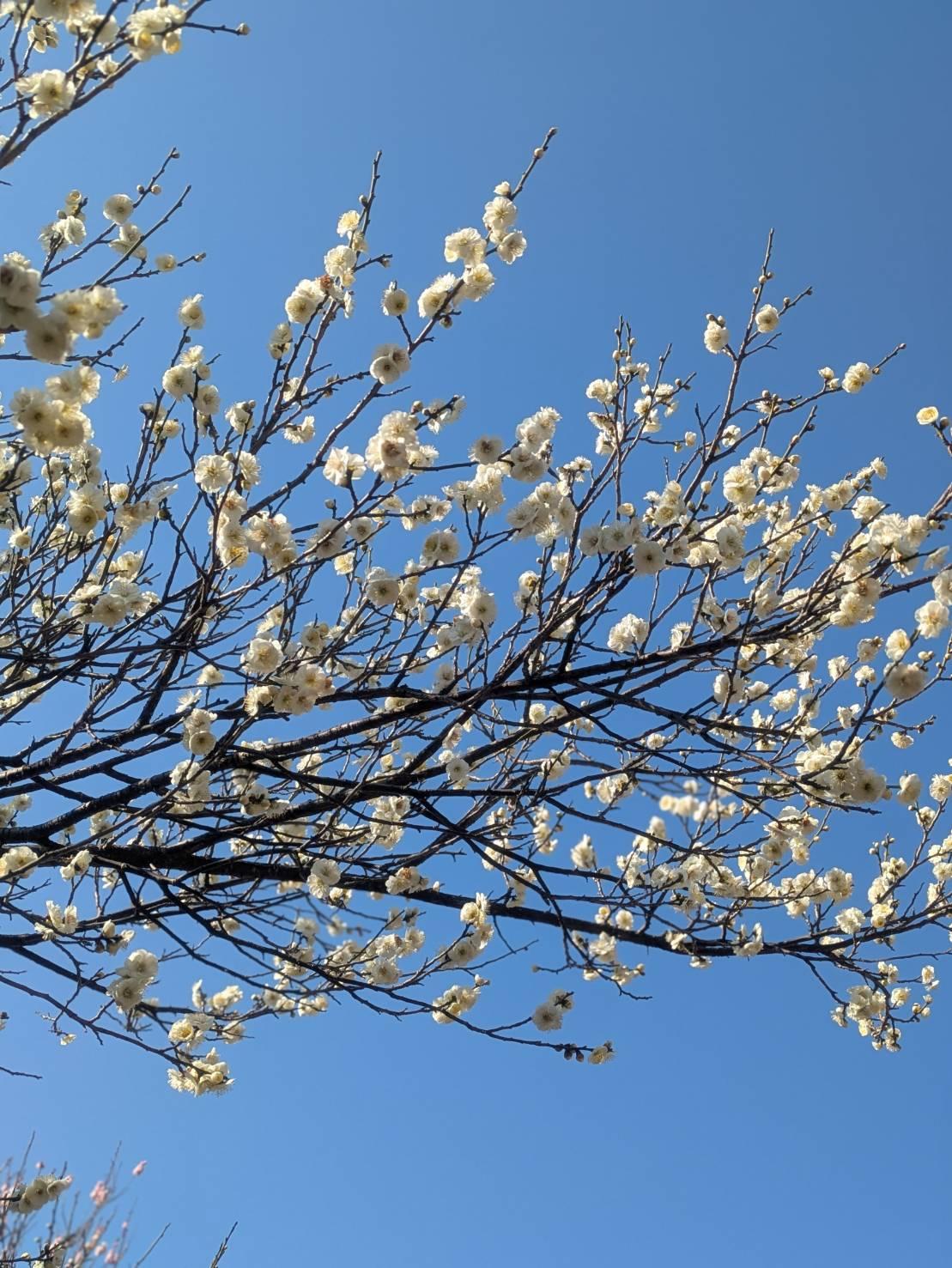 ���߂܂��āI䝔��ł��B