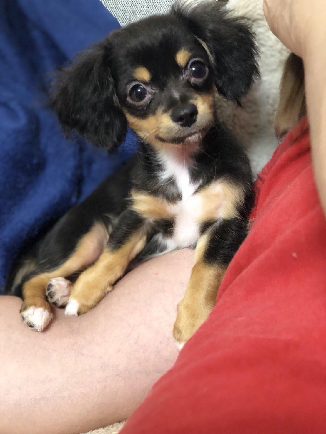 �����̃����R