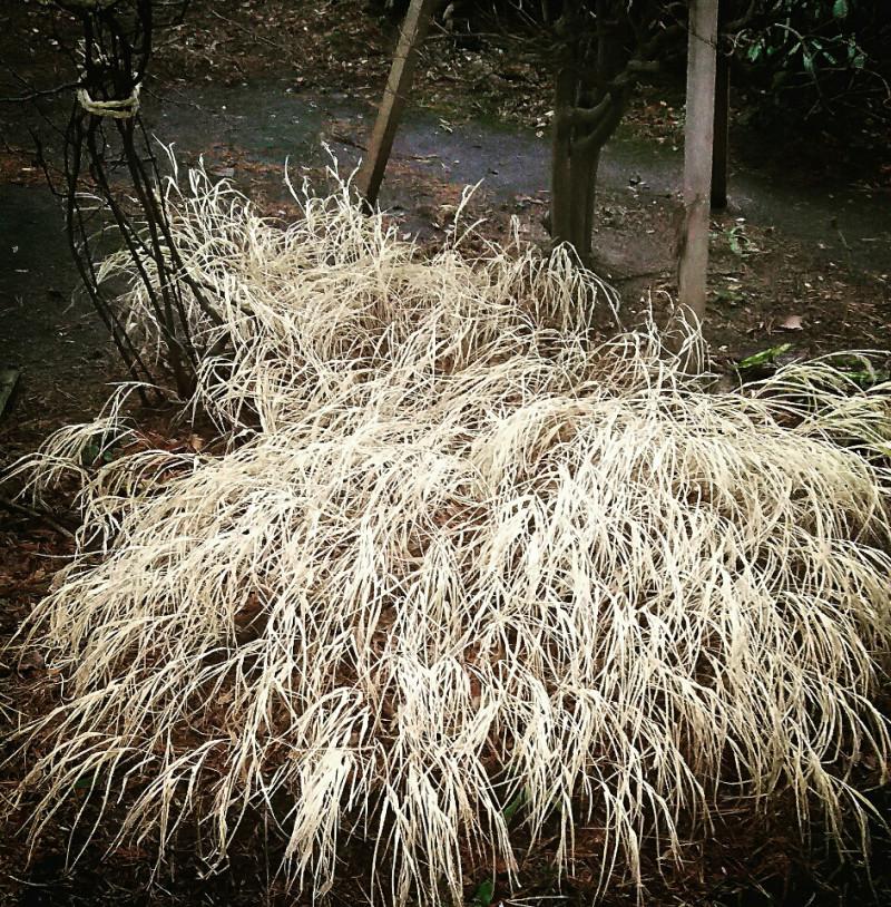 �����̔��тɂ��āB