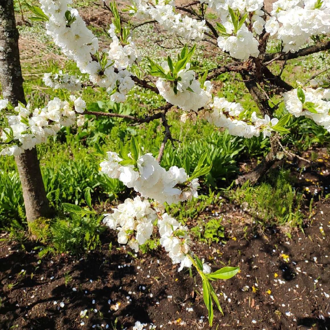 �d�b�肢�t�̕K���i�Ƃ́H