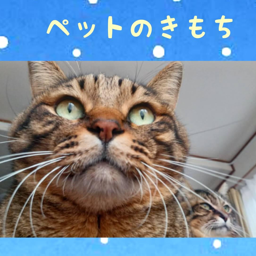 �y(���փ�)�� �y�b�g�̋C�����z