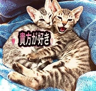 �z���ȗ����IR4.4.29����