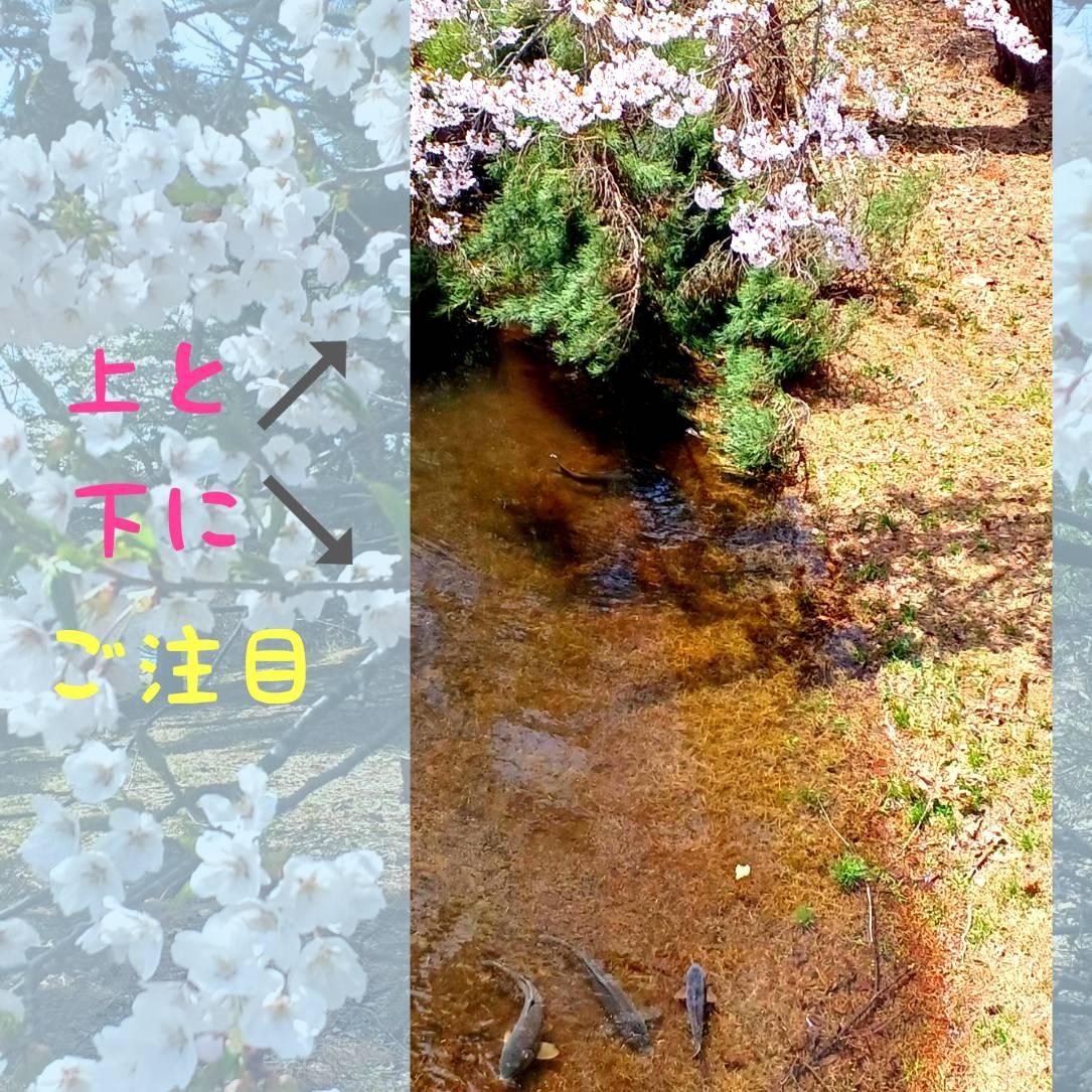 �y��n�k�z�����ł������܂�<(_ _)>