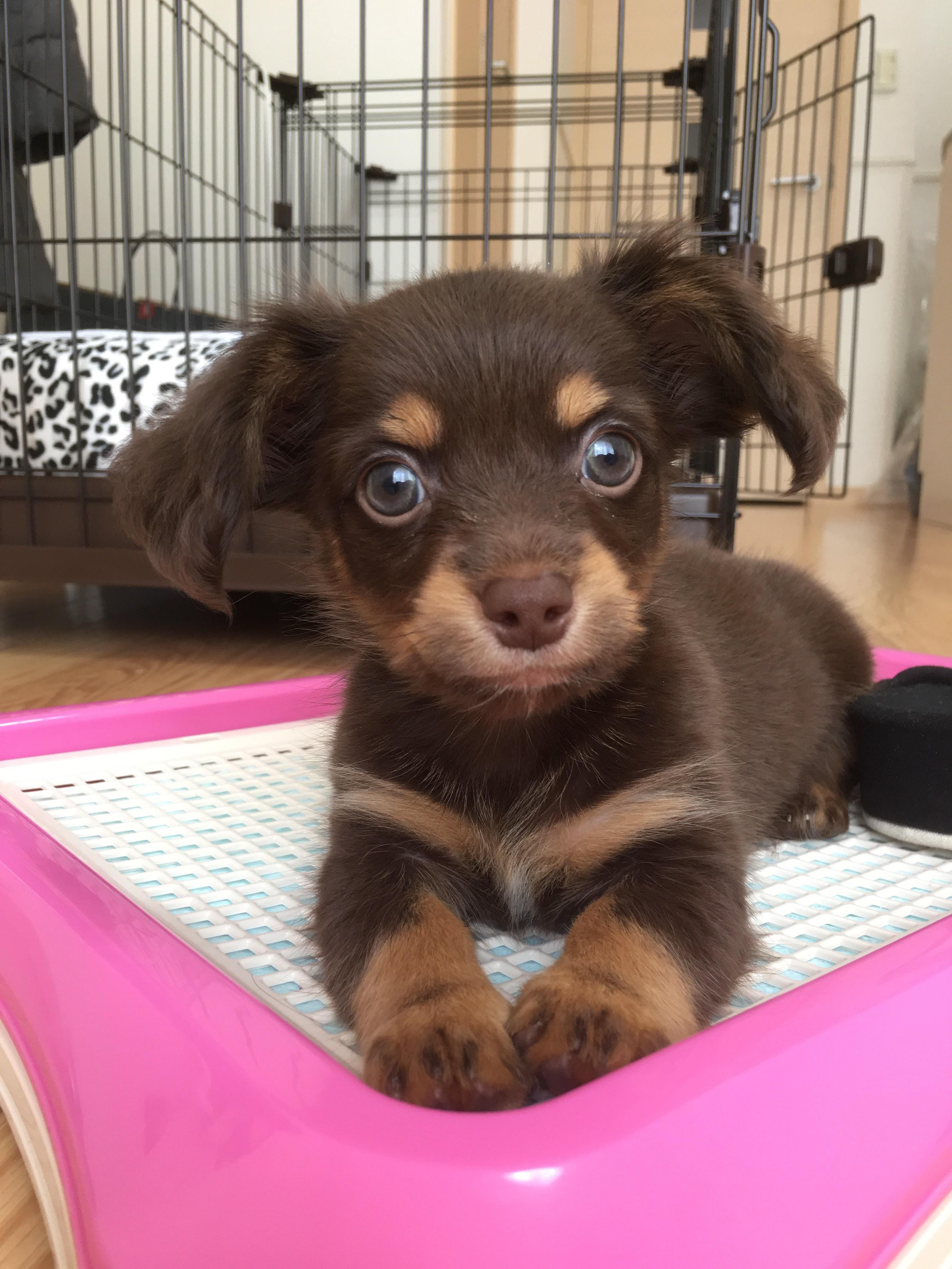 �����̃����R