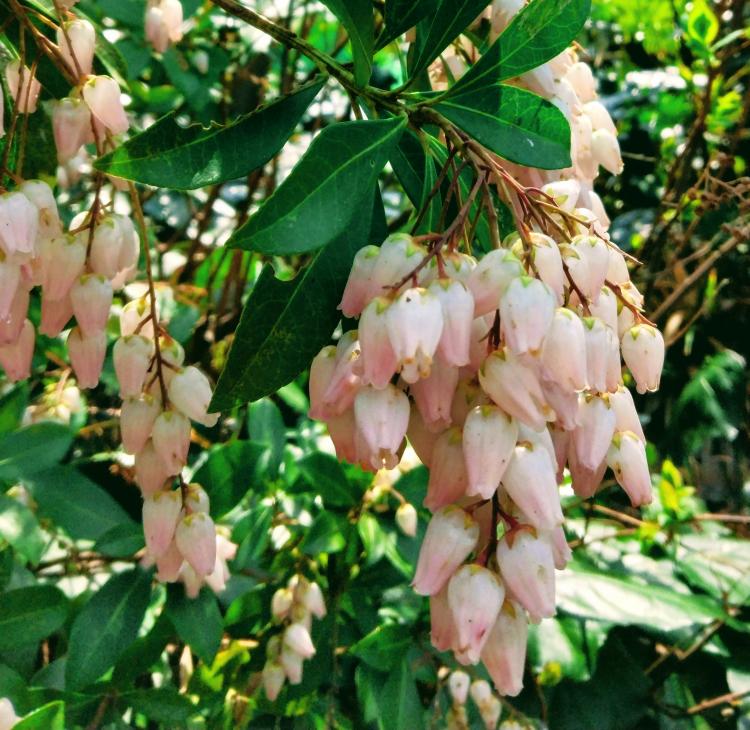 �s���N���[���̌���