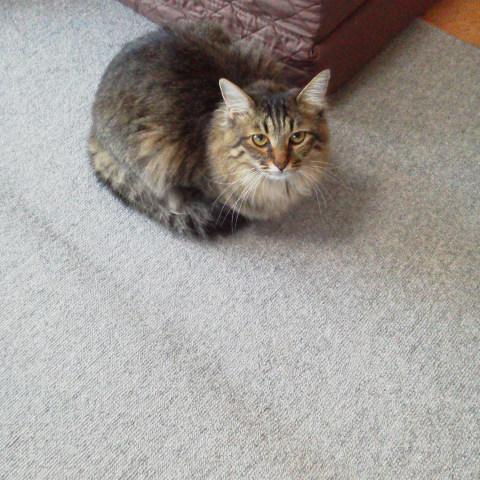 ���[�j���O�R�[���L