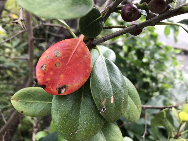 ���Ȃ��͕��C���Ă�H