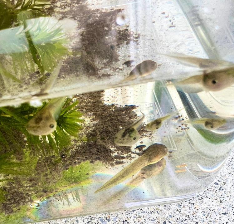 �����܂��Ⴍ���̂��܂��Ȃ�