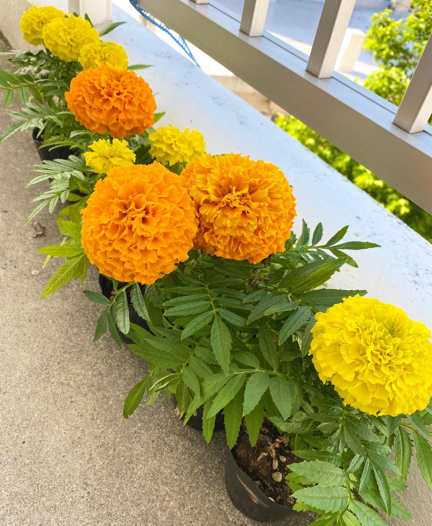 ���N�̃��b�L�[�J���[