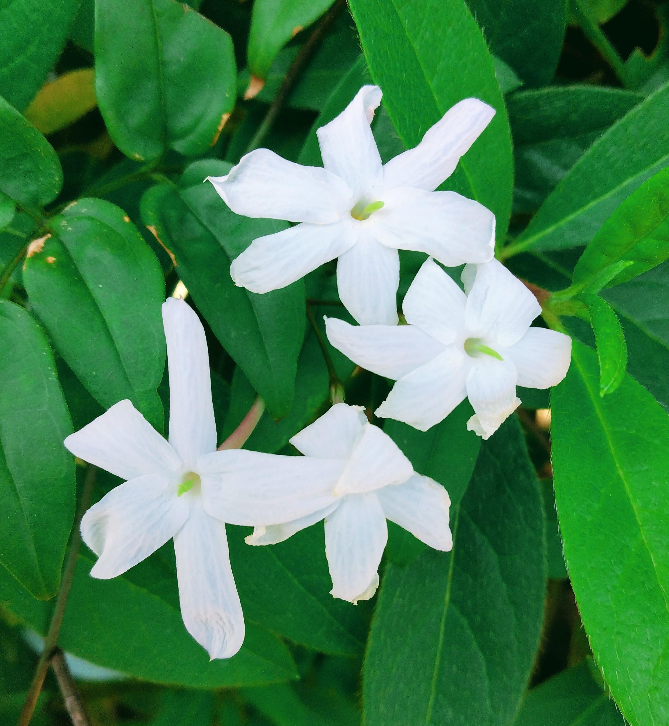 ���肪�Ƃ��D����