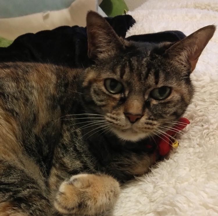 ���v���恙