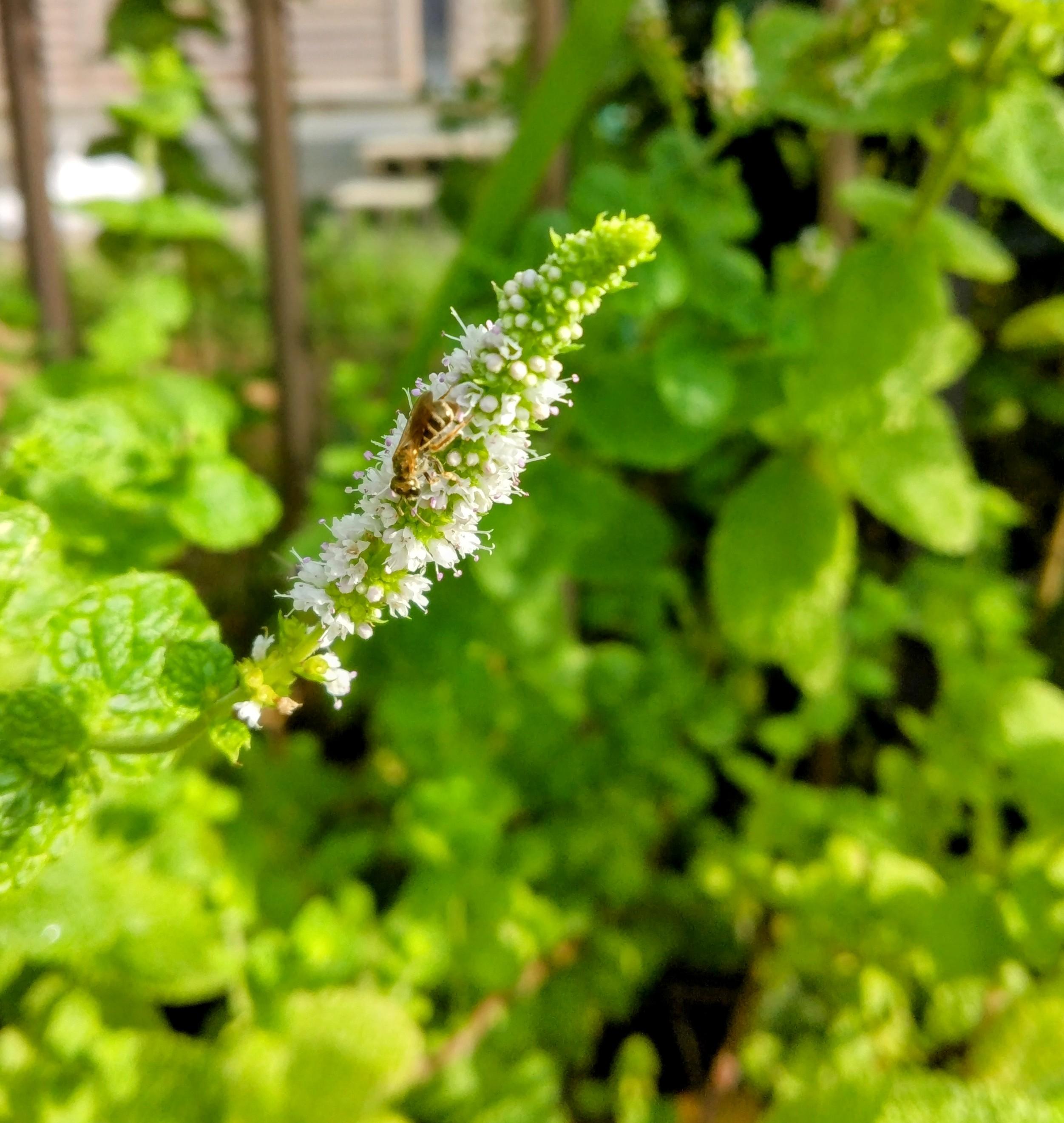 �����̐V��